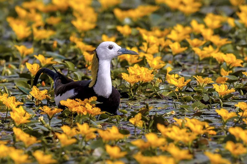 水雉（英文名：pheasant-tailed jacana，学名：hydrophasianus chirurgus） 水雉（英文名：Pheasant-tailed Jacana，学名：Hydrophasianus chirurgus）photo preview