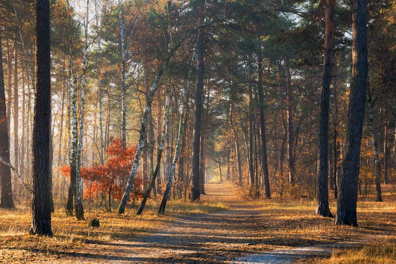 лес осень октябрь туман  рассвет Когда октябрь света полонphoto preview