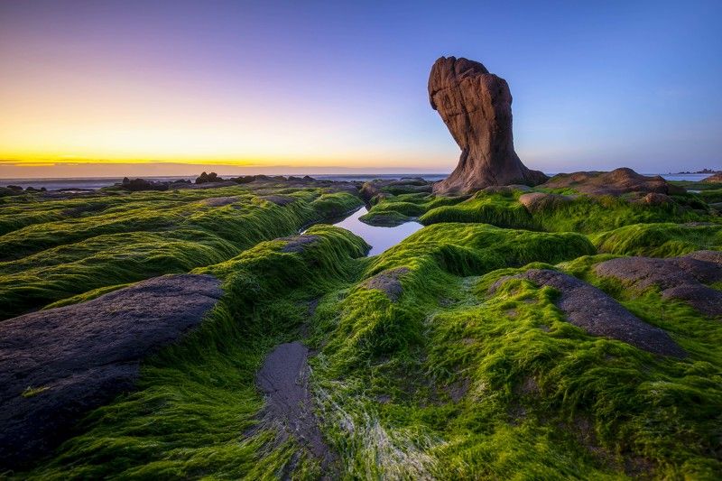 Moss and sea rockphoto preview