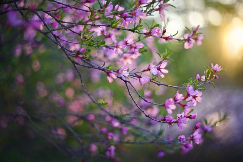 Цветущий миндальphoto preview