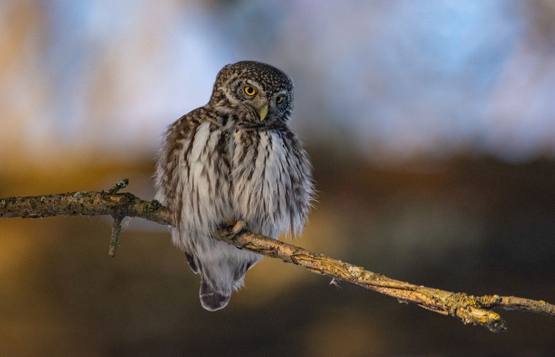 Воробьиный сыч, Glaucidium passerinum Воробьиный сыч (Glaucidium passerinum).photo preview