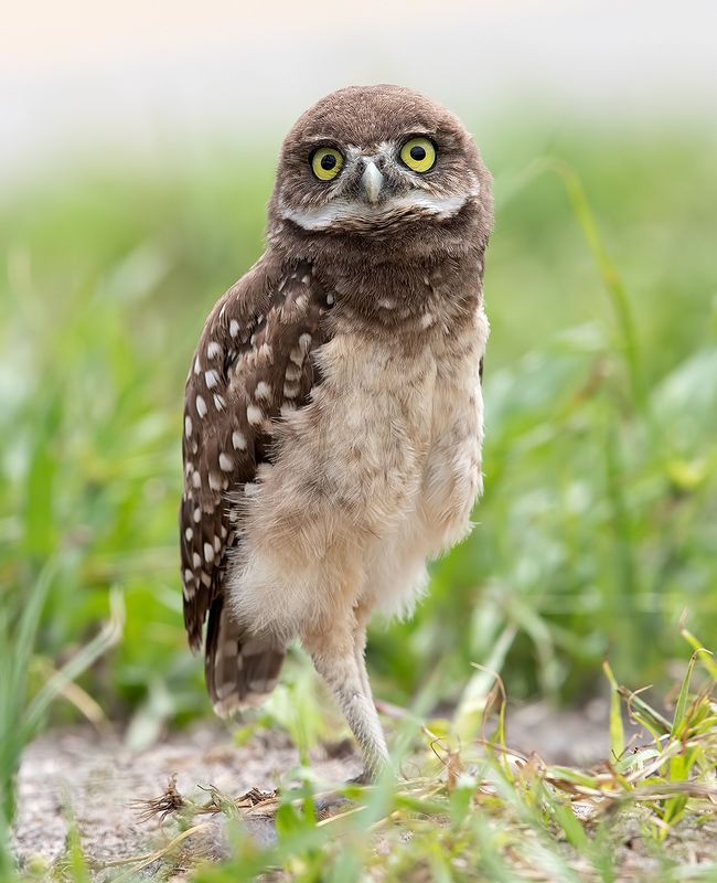 кроличий сыч, florida, burrowing owl, owl, флорида,сыч Burrowing Owlet - Кроличий сычphoto preview