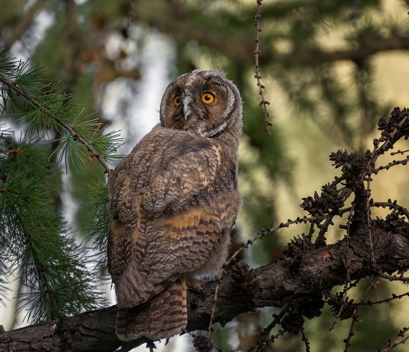 птица, ушастая сова, лес, ушастая сова. фото превью