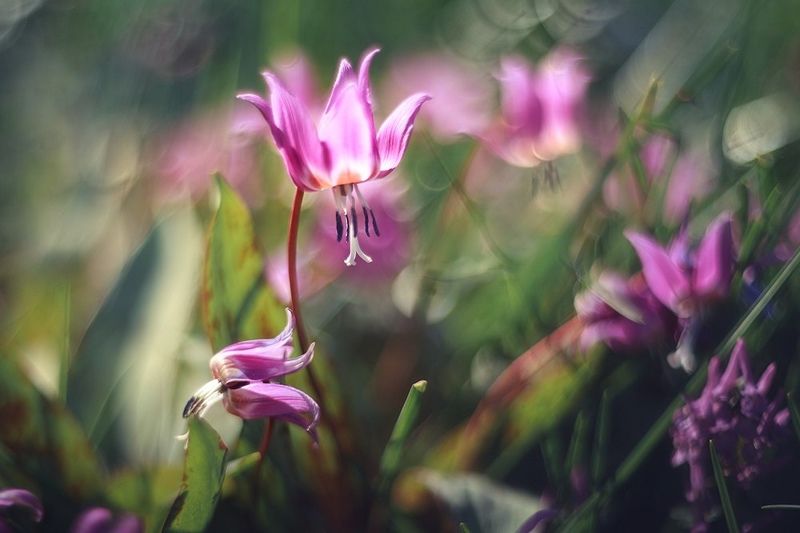 Воспоминания о летеphoto preview