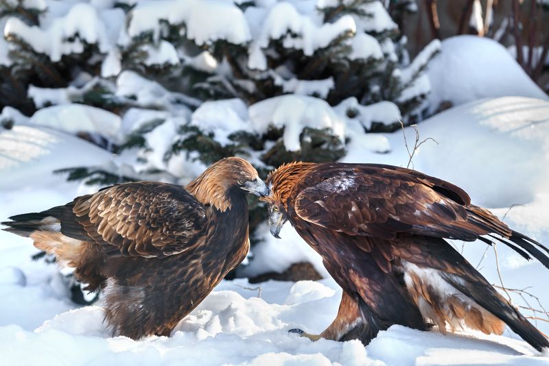 Любовь беркутаphoto preview