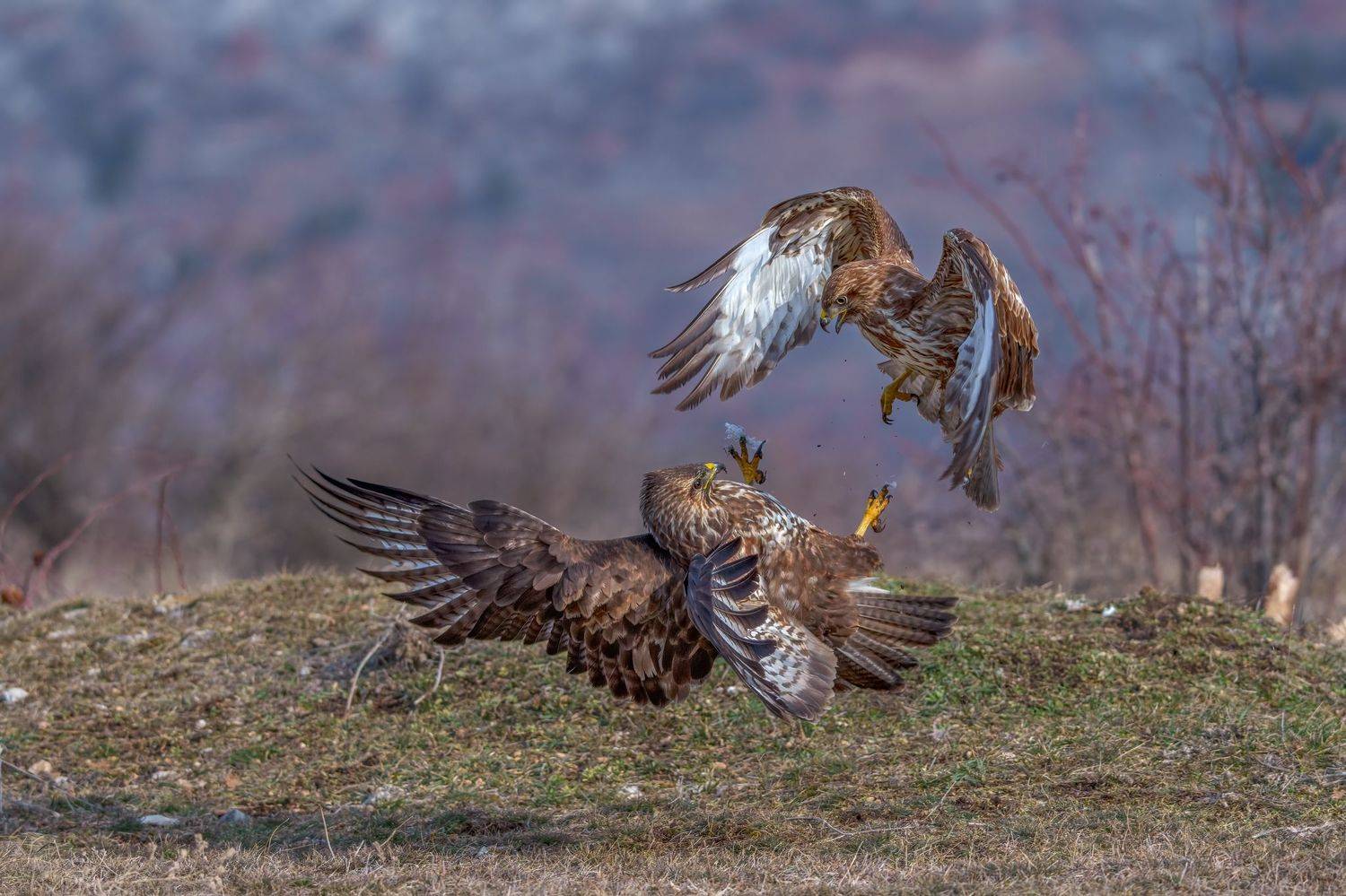 Battle /Buteo Buteo/... Автор: Adamov Eddie , Adamov Eddie