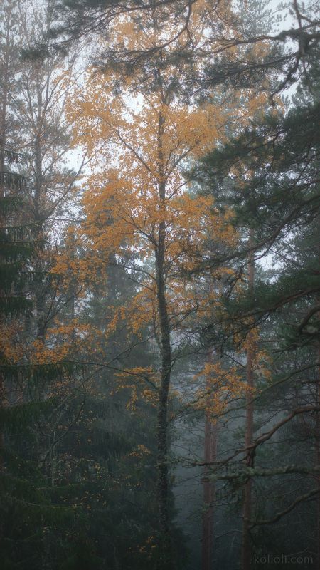 ленинградская область, выборгский район, лес, туман, тайга, ели, сосны, березы, мох, ветки, камни, скалы Таёжная поэзияphoto preview