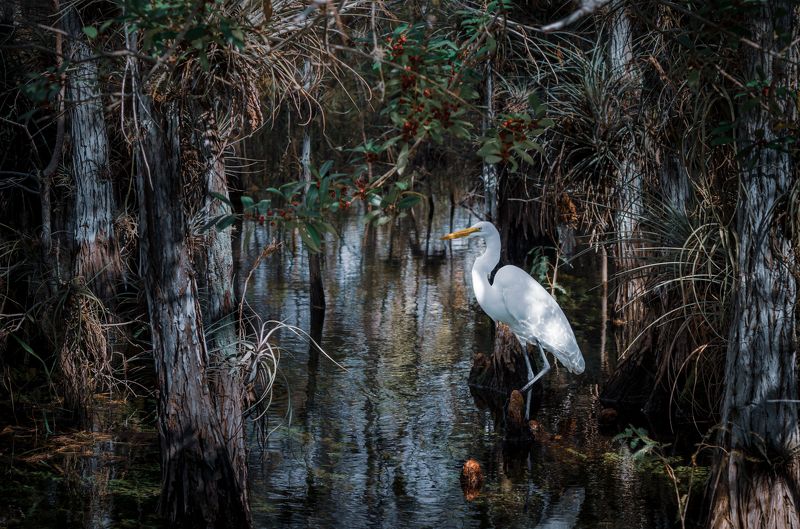 природа, флорида, эверглейдс, цапля, птица, пейзаж, животный мир, сша, руэкспедишн, путешествия Национальный парк Эверглейдс СШАphoto preview