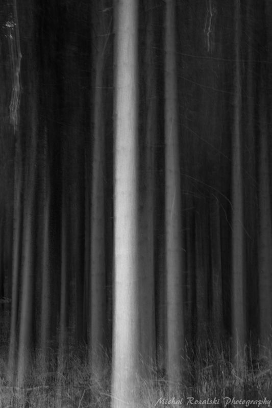 blackandwhite, ,trees, ,dark, ,mystic, ,light, ,seson, ,aututmn, forest November forestphoto preview