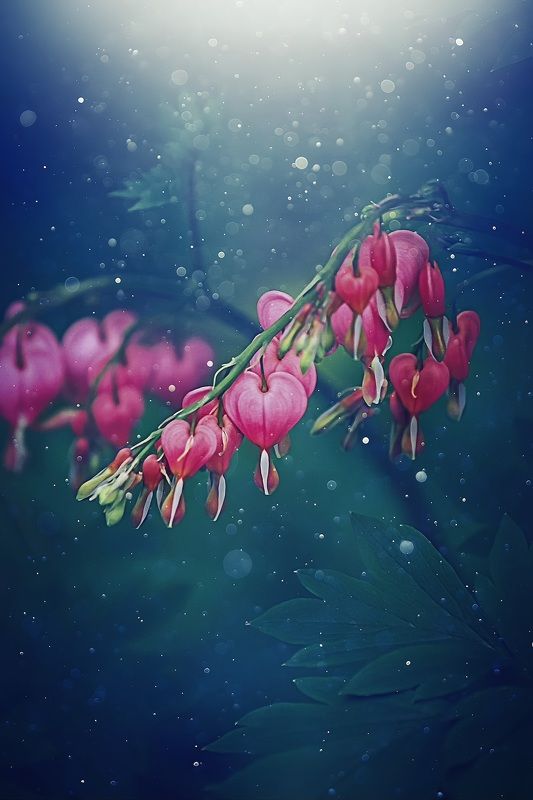 макро, macro, цветы, flowers, весна, spring, дицентра Дицентраphoto preview