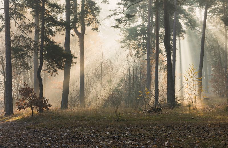 лес осень октябрь туман свет лучи рассвет Потоки светаphoto preview