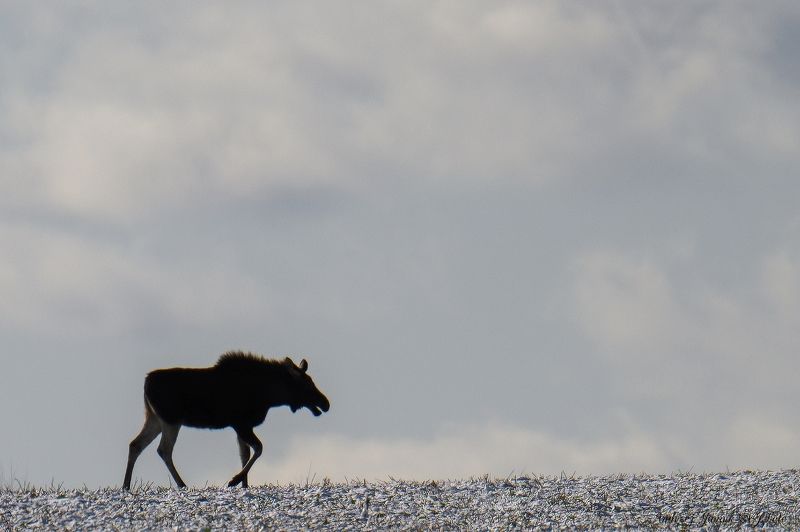 Łoś samotnik photo preview