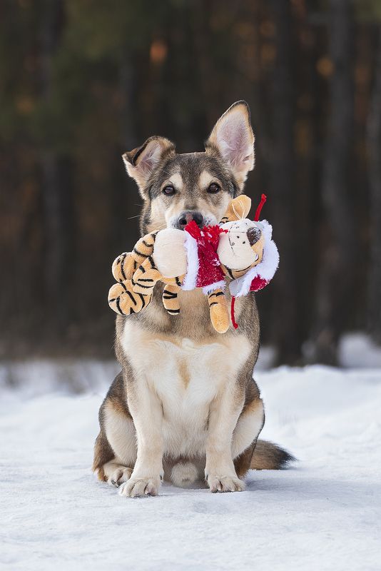собака, животное, dog, метис, С \