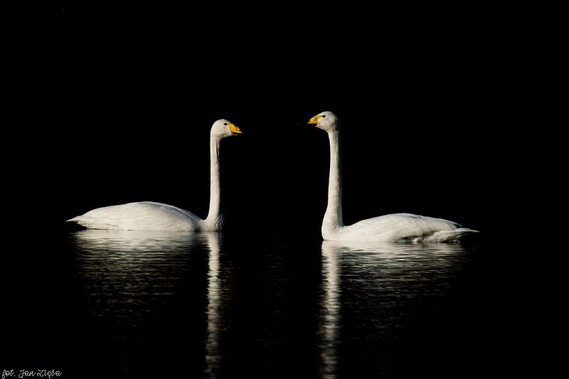 Whooper swansphoto preview