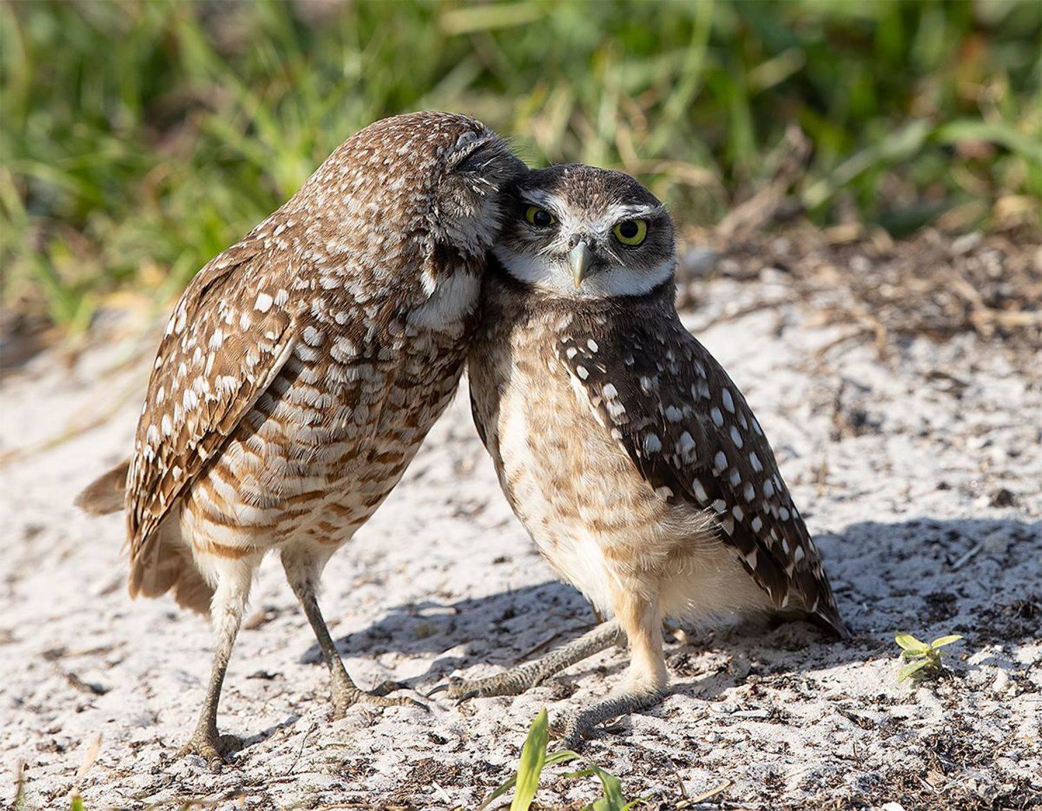Happy Valentine's Day! Burrowing Owls. Автор: Etkind Elizabeth кроличий сыч, florida, burrowing owl, owl, флорида,сыч, Etkind Elizabeth