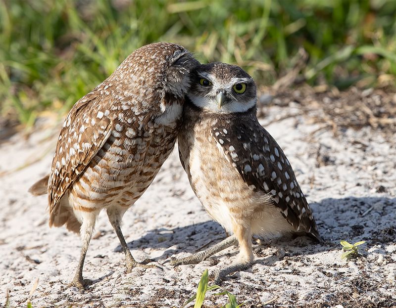 кроличий сыч, florida, burrowing owl, owl, флорида,сыч Happy Valentine\'s Day! Burrowing Owlsphoto preview