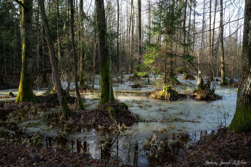 PUSZCZA BIAŁOWIESKA photo preview