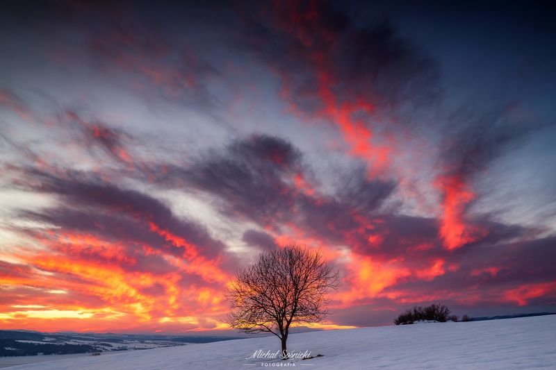 #tree #winter #sunset #sky #wood #nature #amazing #earth #pics #photo #best #poland #pentax #benro #haida #color Tree...photo preview