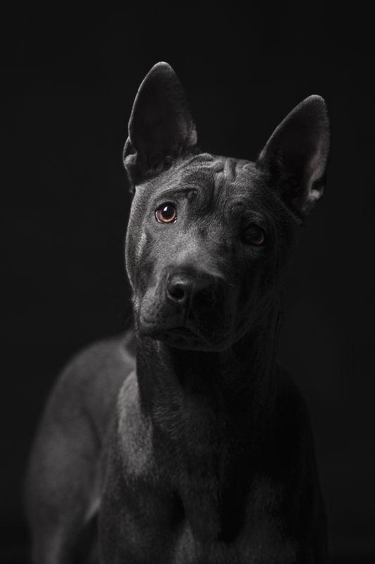 собака, животное, dog, тайский риджбек, щенок Грайphoto preview