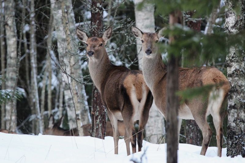 111 111photo preview