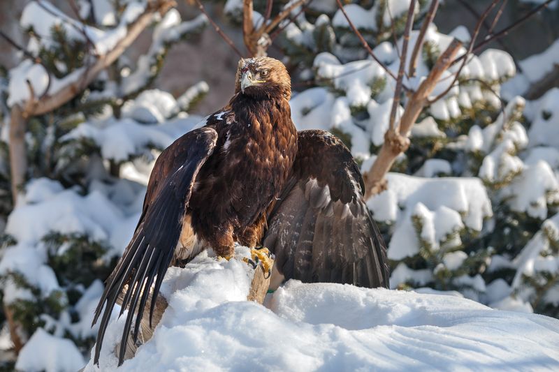 Орел могильникphoto preview