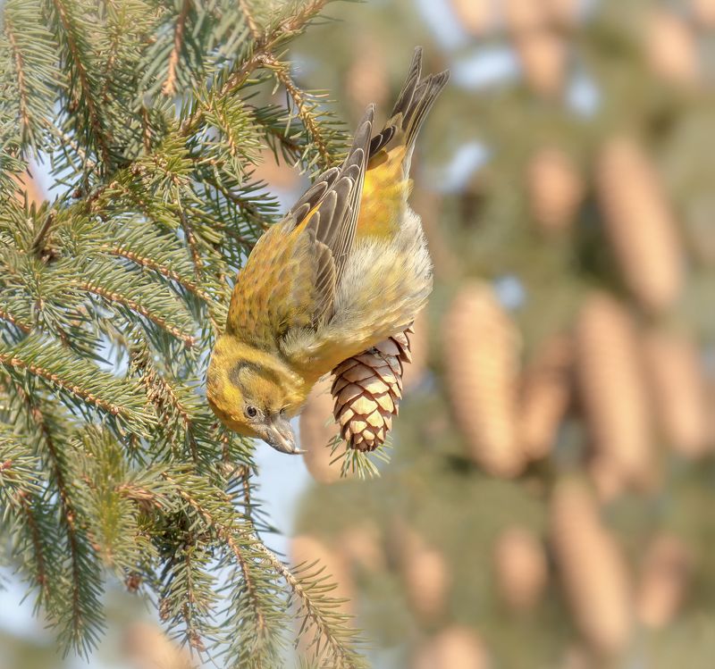 птица, клёст, самка, зима, ель, шишка, клёст (самка)photo preview