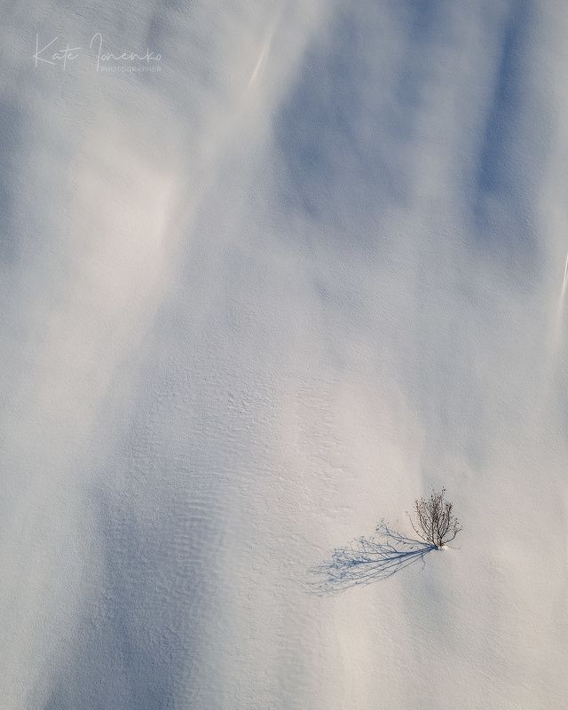 Нежный кустикphoto preview