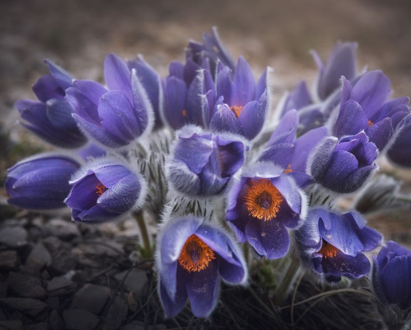 Веснаphoto preview