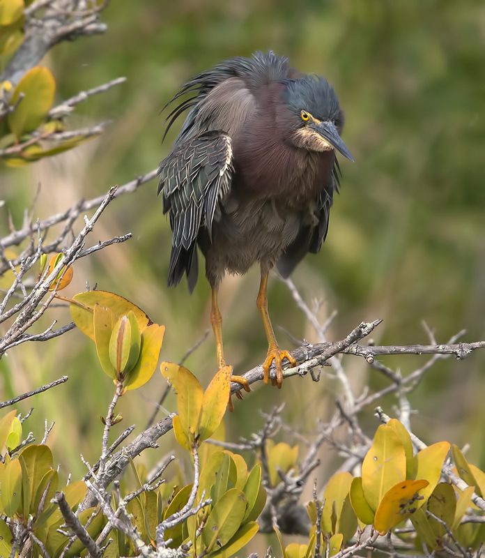 американская зелёная кваква, green heron, флорида Американская зелёная кваква - Green heronphoto preview