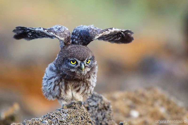 Домовый сычикphoto preview