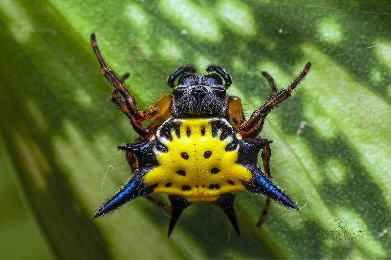 Gasteracantha, hasselti, spider, small, animal, nature, natural, beauty, outdoor, yellow, green Gasteracantha hasselti spiderphoto preview