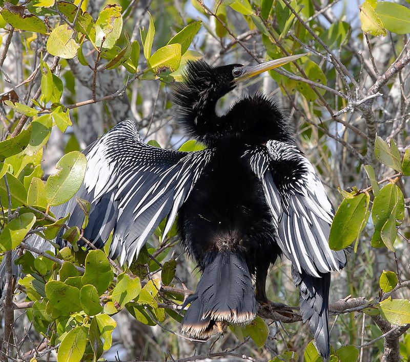 anhinga, florida, американская змеешейка, флорида Anhinga - Американская змеешейкаphoto preview