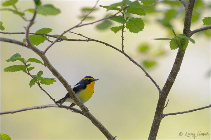 Птицы сахалина, Сахалин, Японская мухоловка Японская мухоловкаphoto preview