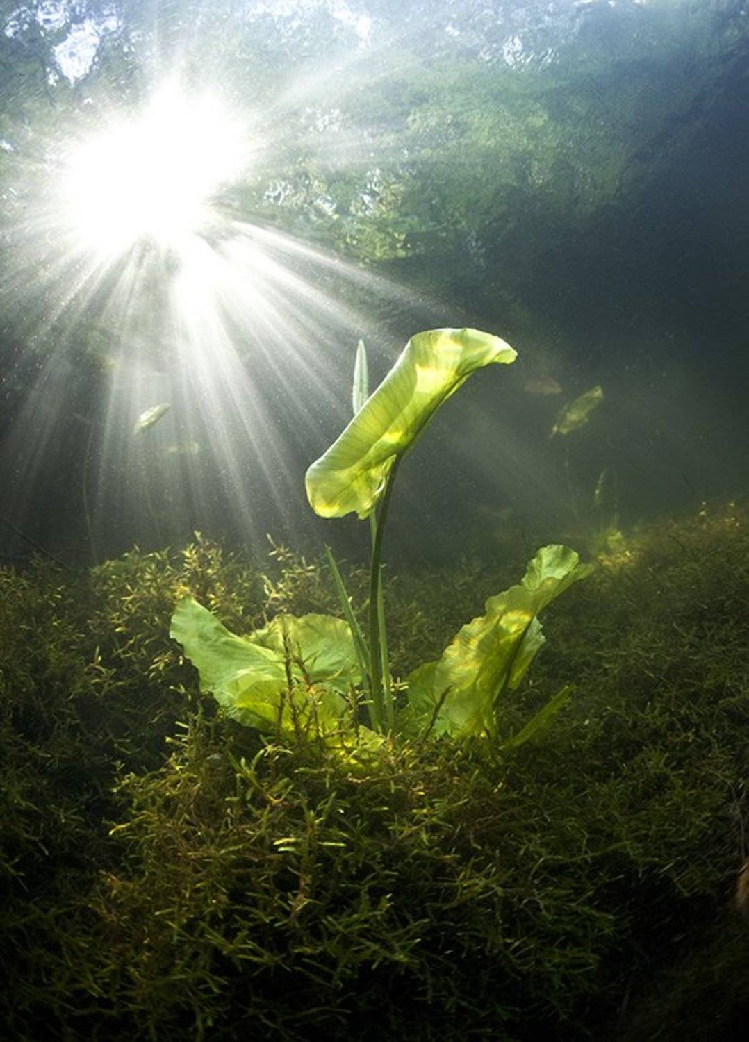 Nikolaev eduard, Underwater, Николаев эдуард, Эдуард VTORNIK  Николаев