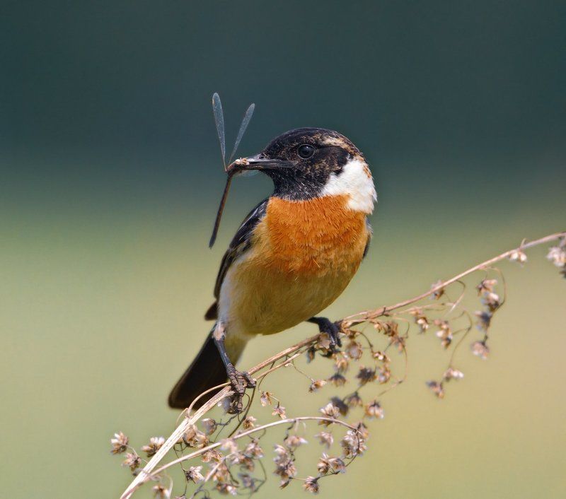 Saxicola rubetra, Птицы, Серия, Чекан ***photo preview
