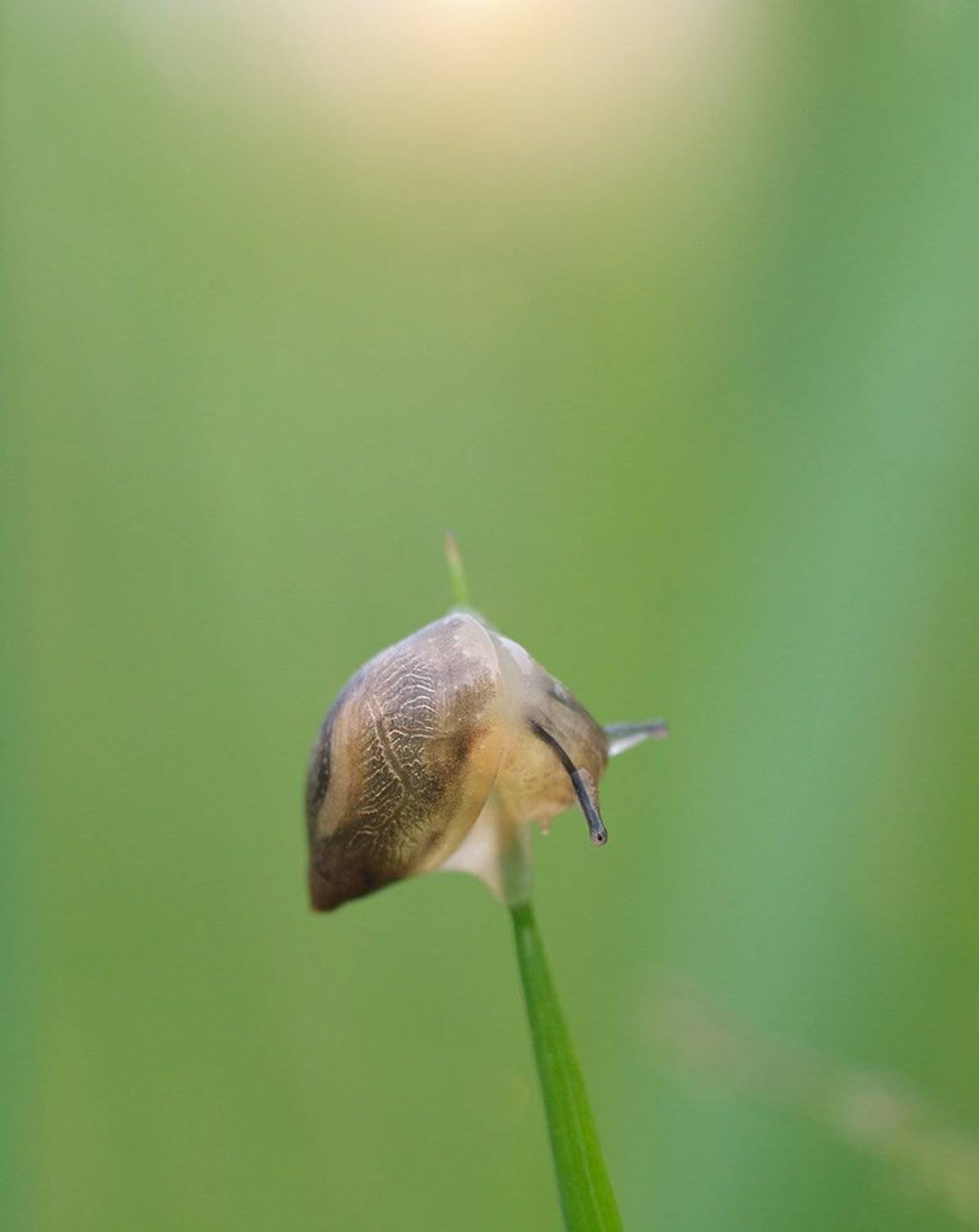 ***. Автор: Alexey Gnilenkov , Alexey Gnilenkov