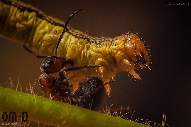 Битва титановphoto preview