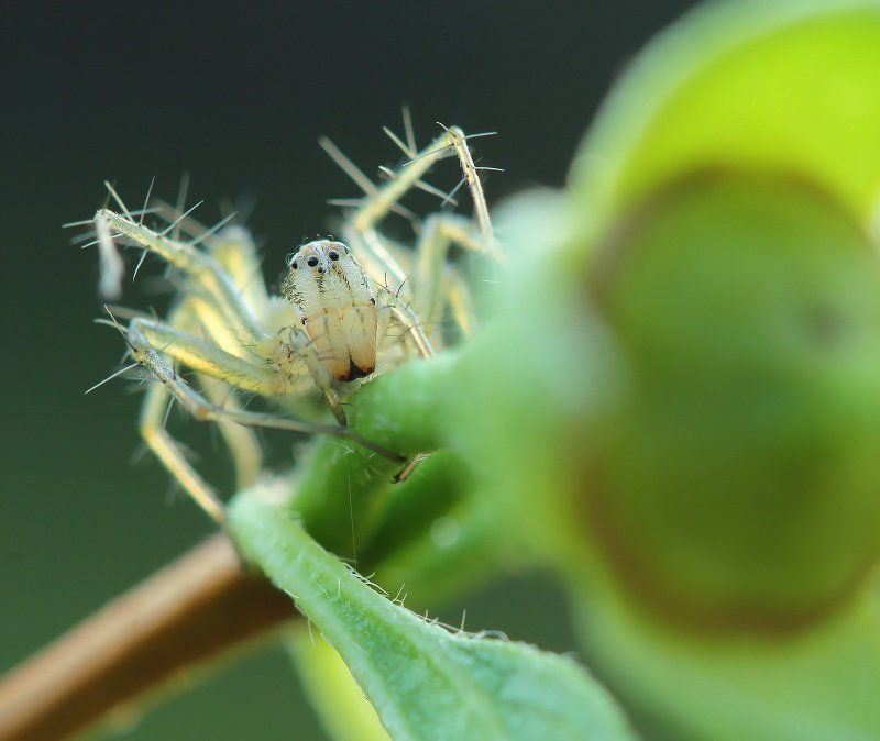 Паук-рысьphoto preview