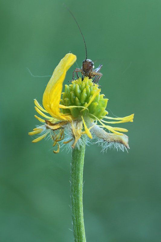 История про один вегетарианский ужин...photo preview