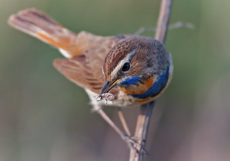 Luscinia svecica, Варакушка ***photo preview