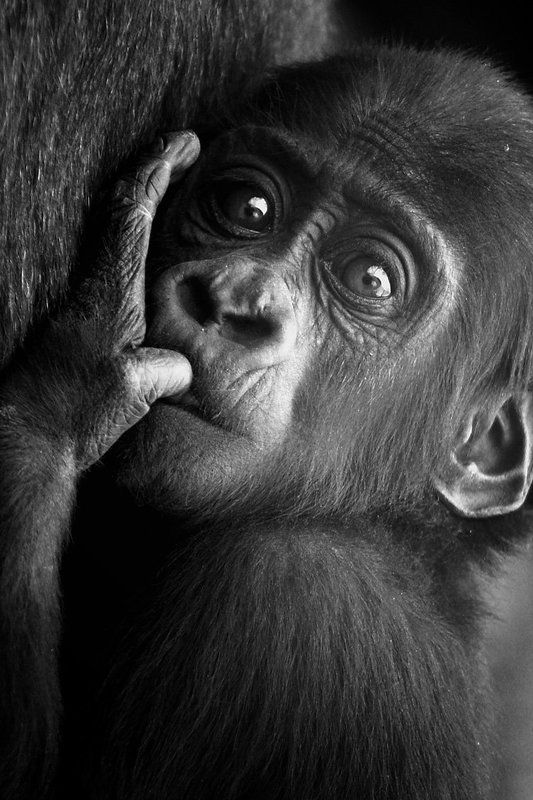 детёныш фото превью