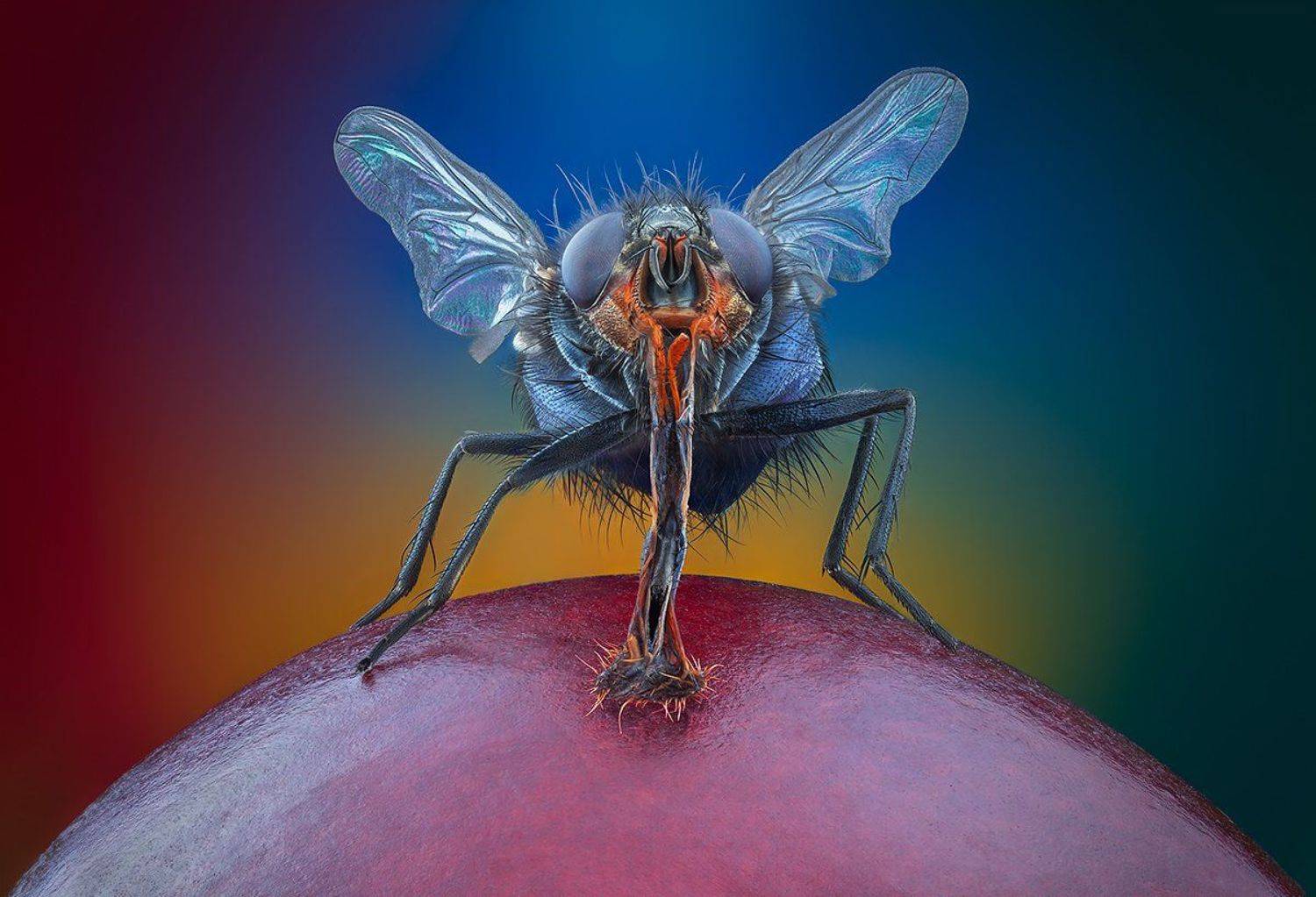 , Василий Меньшов