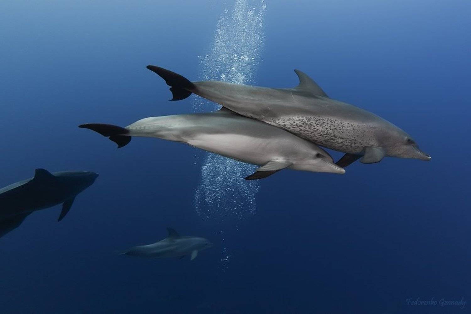 Танцы с Дельфинами II. Автор: Fedorenko Gennady , Fedorenko Gennady