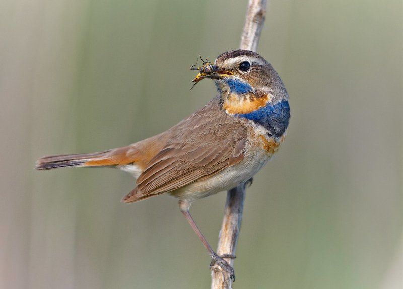 Luscinia svecica, Vogel, Варакушка ***photo preview