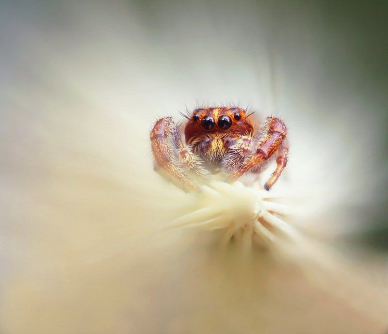 Паук-скакунphoto preview