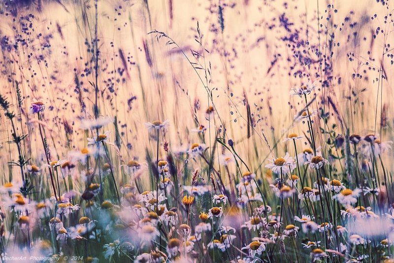 Celestial Summer IVphoto preview