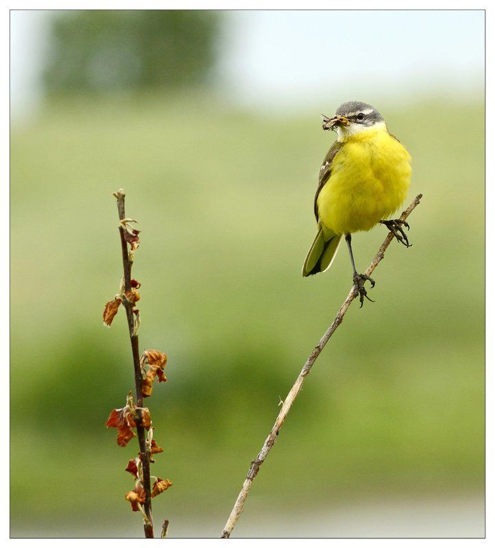 Nikon, Желтый, Охота, Природа, Птицы, Трясогузка Желтыеphoto preview