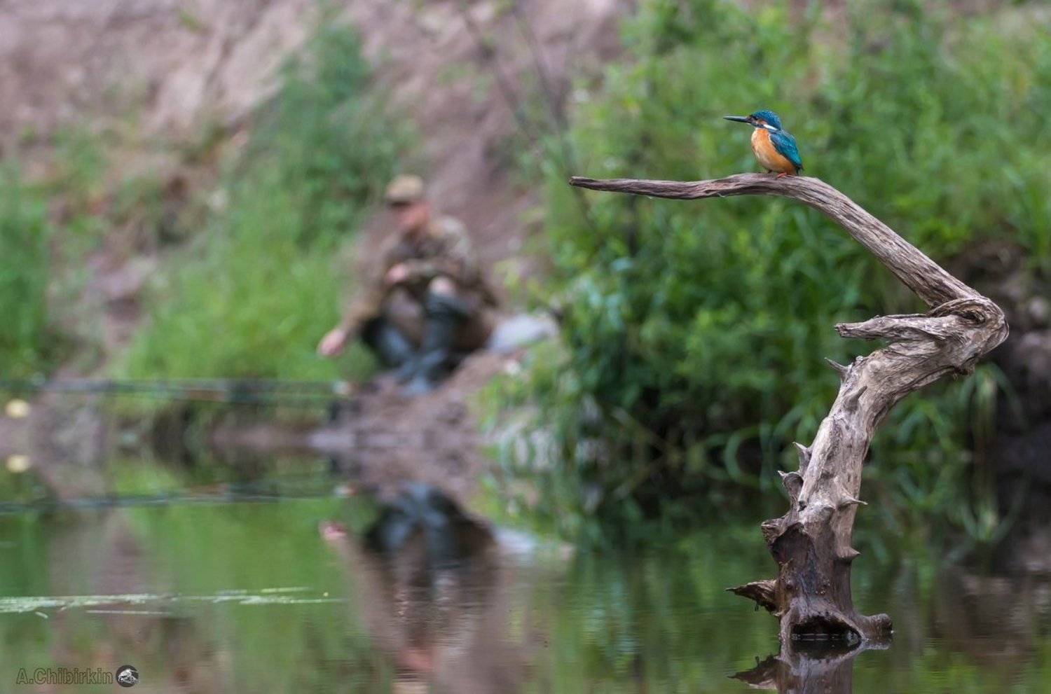 Зимородок, Окресности, Пейзаж с птицей, Пейзаж с рекой, Река, Рыбак, Саров, Фотограф, Фотоохота, Александр Чибиркин