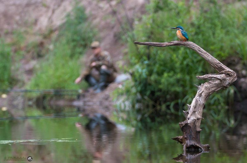 Зимородок, Окресности, Пейзаж с птицей, Пейзаж с рекой, Река, Рыбак, Саров, Фотограф, Фотоохота РыбачкИphoto preview