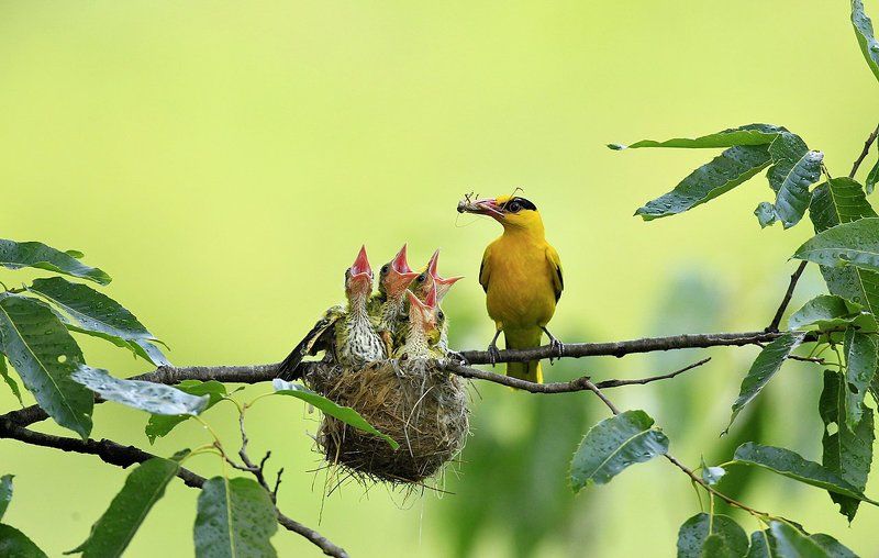 Broodingphoto preview